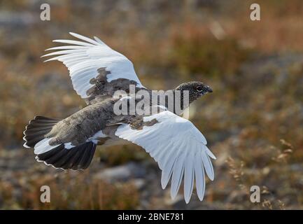 Rock Ptarmigan (Lagopus muta) volant, Inari, Finlande, septembre. Banque D'Images