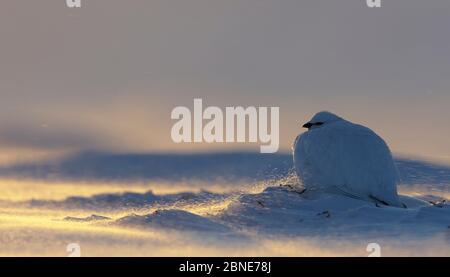 Rock Ptarmigan (Lagopus muta) assis dans la neige, Utsjoki, Finlande, février. Banque D'Images