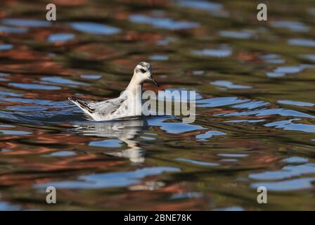 Phalarope gris juvénile à Lakeside, Brierley Hill. Banque D'Images