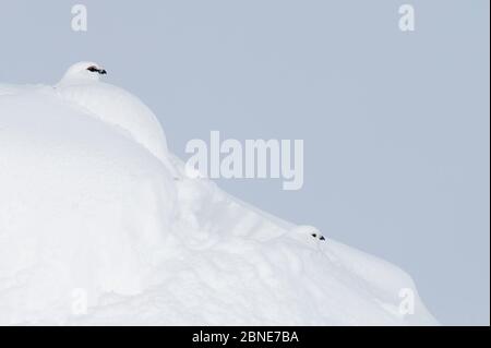 Two Rock ptarmigans (Lagopus muta) dans une demi-grotte de neige, Utsjoki, Finlande, avril. Banque D'Images