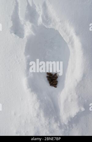 Roc Ptarmigan (Lagopus muta), excréments dans la demi-grotte de neige, Utsjoki, Finlande, avril. Banque D'Images