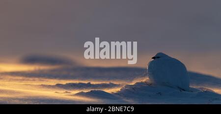 Rock Ptarmigan (Lagopus muta) assis dans la neige, Utsjoki, Finlande, février. Banque D'Images