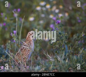 Caille masculine (Coturnix coturnix), Espagne, mai. Banque D'Images