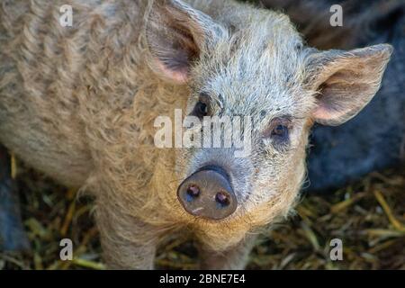 La tête d'un jeune cochon de laine Banque D'Images