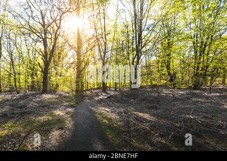 Chemin dans la forêt pittoresque, avec le soleil jetant sa lumière chaude à travers le feuillage. Reinhardswald - allemagne Banque D'Images