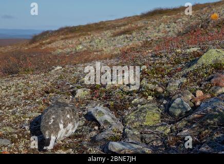 Rock Ptarmigan (Lagopus muta) assis sur le sol, Inari, Finlande, septembre. Banque D'Images
