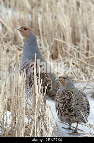 Deux perdrix grises (Perdix perdix) qui se promènent sur la glace, Liminka, Oulu, Finlande, mars. Banque D'Images