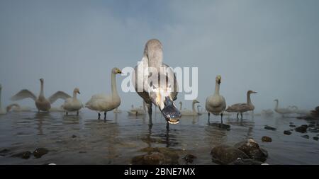 Whooper swans (Cygnus cygnus) gros plan de jeunes avec des adultes derrière, lac Kussharo, Hokkaido, Japon. Février. Banque D'Images