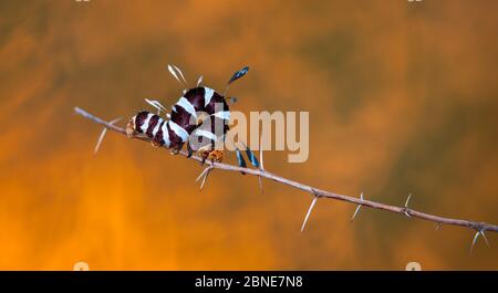 De Moth caterpillar (Rhanidophora ridens), réserve de jeux de Sabi Sands, Afrique du Sud Banque D'Images