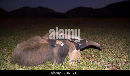 Mangeur géant (Myrmecophaga tridactyla) marchant avec son bébé sur le dos au crépuscule, Pantanal, Brésil. Banque D'Images