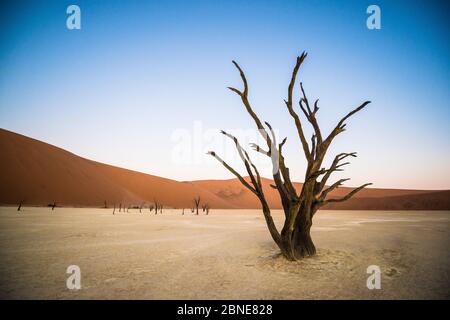 Camelthorn morts anciens arbres (Vachellia erioloba) avec des dunes de sable, le désert de Namib, Deadvlei Sossusvlei, Namibie,. Banque D'Images