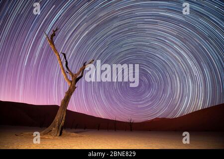 Camelthorn morts anciens arbres (Vachellia erioloba) avec dunes rouges, et star trails, désert du Namib, Namibie Sossusvlei,. Composite. Banque D'Images