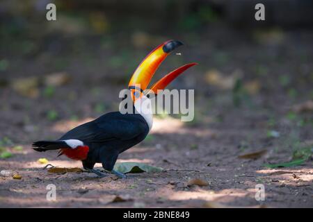 Toco Toucan (Ramphastos toco) se nourrissant au sol, Pantanal, Brésil. Banque D'Images