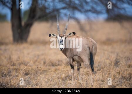 Oryx (Oryx beisa callotis) femelle, en regardant vers la caméra, O’donno, Kenya. Banque D'Images