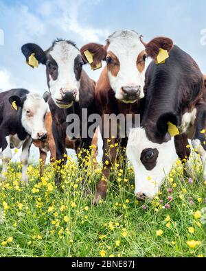 veaux dans la prairie printanière pleine de butterbutterbutterbups jaunes Banque D'Images