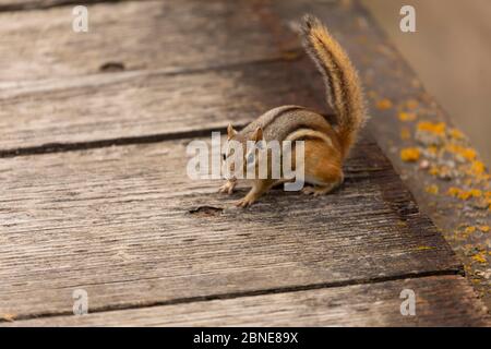 Le chipmunk de l'est est est une espèce de rongeurs vivant dans l'est de l'Amérique du Nord Banque D'Images