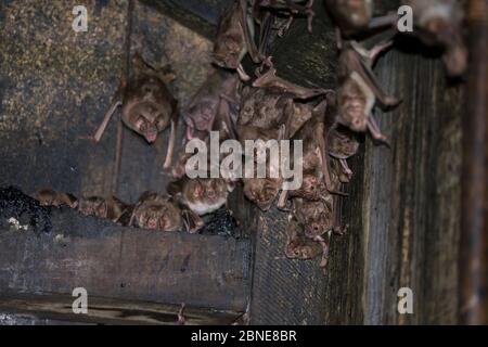 Groupe de chauve-souris commune (Desmodus rotundus), Pantanal, Brésil. Banque D'Images