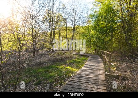 Chemin dans la forêt pittoresque, avec le soleil jetant sa lumière chaude à travers le feuillage. Reinhardswald - allemagne Banque D'Images