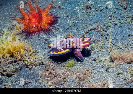 Seiche flamboyante (Metasepia pfefferi) traversant le sable et traversant une longue randonnée en mer (Astropyga radiata) détroit de Lembeh, Sulawesi, Indone Banque D'Images