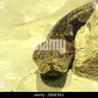 Gros serpent boa regardant la caméra. Banque D'Images