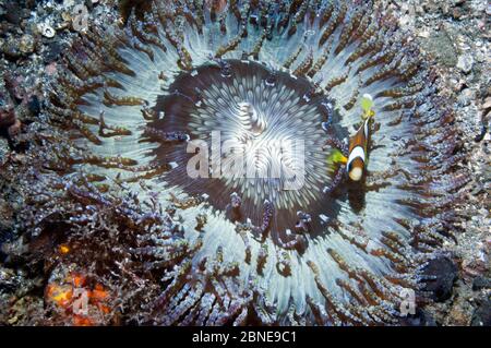 Anemone de mer perlée (Heterotis aurora) avec l'anemonefish de Clark (Amphiprion clarkii) Lembeh, Sulawesi, Indonésie. Banque D'Images