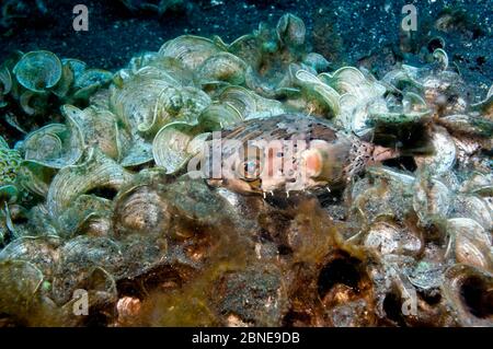 Corégone à marcolaines (Diodon holocanthus) avec méduse (Padina gymnospora) Lembeh, Sulawesi, Indonésie. Banque D'Images