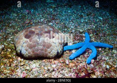 Étoile de mer bleue (Linckia laevigata) et étoile de mer à coussin de pin (Culcita noaguineae) sur le lit de mer. Lembeh, Sulawesi, Indonésie. Banque D'Images