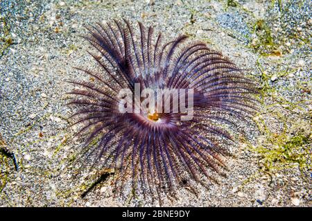 Ver à éventail (Sabella fusca) détroit de Lembeh, Sulawesi, Indonésie. Banque D'Images