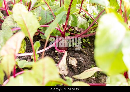 Betterave rouge plantée dans le jardin d'été. Culture de légumes de betteraves biologiques. Betteraves rouges biologiques brutes. Légumes naturels en serre, le marché des agriculteurs Banque D'Images