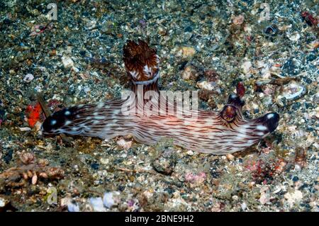 Dorid nudibranche - ligne rouge jorunna (Jorunna rubescens) Kentrodorididae. Détroit de Lembeh, Sulawesi, Indonésie. Banque D'Images