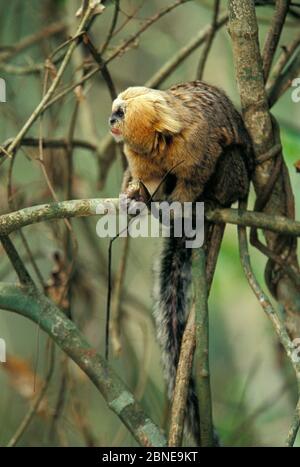 Marmoset à tête de Buffy (Callithix flaviceps) sur branche avec nourriture à la main, Forêt atlantique, Minas Gerais, Brésil. Espèces en voie de disparition. Banque D'Images