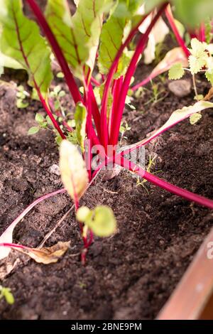 Betterave rouge plantée dans le jardin d'été. Culture de légumes de betteraves biologiques. Betteraves rouges biologiques brutes. Légumes naturels en serre, le marché des agriculteurs Banque D'Images