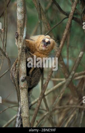 Marmoset à tête de Buffy (Callithix flaviceps) sur le tronc d'arbre, forêt atlantique, Minas Gerais, Brésil. Banque D'Images