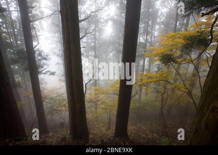 Forêt proche du Tamaki-Jinja Temple sur le chemin de pèlerinage de Kumano Kodo, Yoshino-kumano National Park, région du Kansai, au Japon, en novembre 2008. Banque D'Images