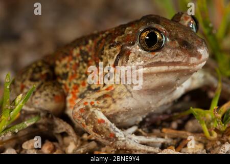 Portrait de crapaud à crapaud commune (Pelobates fuscus), Alsace, France, juin. Banque D'Images