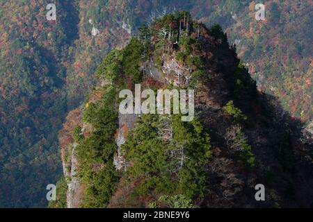 Odaigahara Mountain où le chemin de pèlerinage de Kumano Kodo, traverse le parc national Yoshino-Kumano, région du Kansai, au Japon, en novembre 2008. Banque D'Images