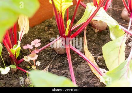 Betterave rouge plantée dans le jardin d'été. Culture de légumes de betteraves biologiques. Betteraves rouges biologiques brutes. Légumes naturels en serre, le marché des agriculteurs Banque D'Images