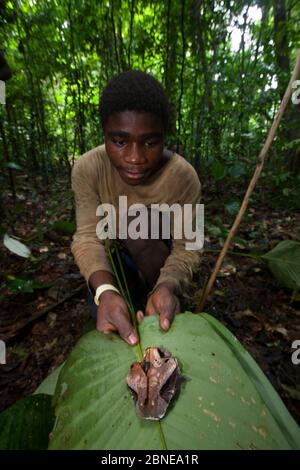 Baka homme empaquante de la tête de vipère venimeux du Gabon (Bitis gabonica), tué pendant la chasse, à la feuille, au sud-est du Cameroun, juillet 2008. Banque D'Images