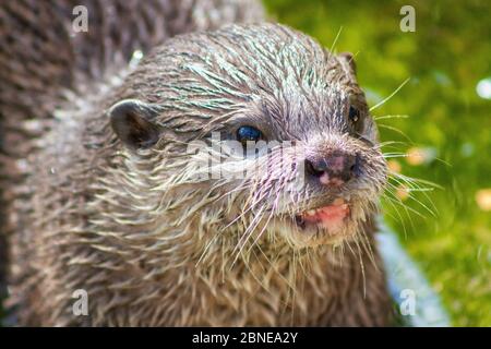 Une petite loutre mange sa proie Banque D'Images