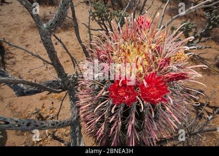 Cactus à barques (Ferocactus wislizeni) en fleur, désert de Vizcaino, Basse-Californie, Mexique, mai. Banque D'Images