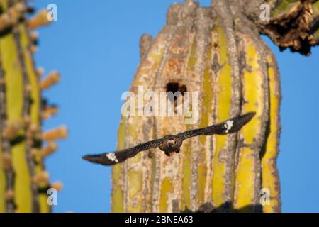 Pic de Gila (Melanerpes uropygialys) volant du trou de nid dans le tronc d'un cactus d'éléphant (Pachycereus pringlei) désert de Vizcaino, Baja Califor Banque D'Images