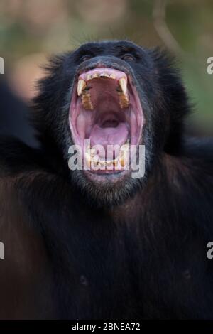 Male Chimpanzé (Pan troglodytes schweinfurthiii) bâillements, parc national de Gombe, Tanzanie, octobre. Banque D'Images