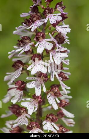 Lady Orchid (Orchis purpurea) Kent, Angleterre juin Banque D'Images