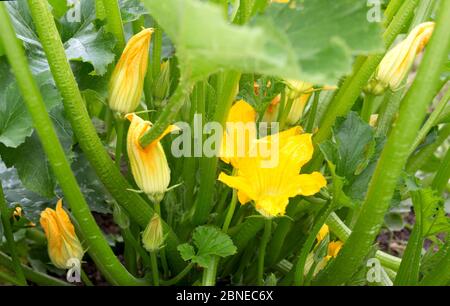 Usine de courgettes. Fleur de courgettes. Moelle végétale verte poussant sur la brousse. Arrière-plan d'été. Banque D'Images