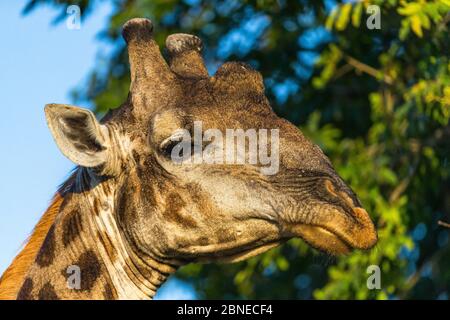 Giraffe réticulée (Giraffa camelopardalis) gros plan de l'alimentation masculine provenant d'arbres, Afrique du Sud. Banque D'Images