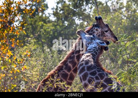 La girafe réticulée (Giraffa camelopardalis) deux mâles combats dans le bush, l'Afrique du Sud. Banque D'Images
