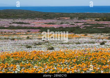 Printemps fleurs sauvages, section Postberg, West Coast National Park, Western Cape, Afrique du Sud, septembre 2015 Banque D'Images