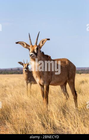 Antelope Roan (Hippotragus equinus) Parc national de Mokala, Afrique du Sud Banque D'Images