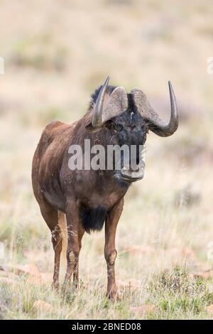 Parc national du zèbre de montagne (Connochaetes gnou), Afrique du Sud Banque D'Images