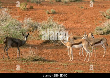 Springbok (Antidorcas marsupialis) mue noire à côté de la normale, Parc national de Mokala, Cap Nord, Afrique du Sud Banque D'Images